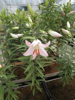 [1767 MarcoPolo EVR No02.JPG]